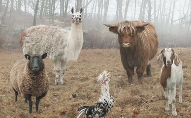 Заработал единый реестр домашних животных: что делать владельцам