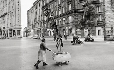 Рада прийняла новий закон про захист рослин: що зміниться для людей