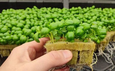 Школяр із Дніпра винайшов революційну технологію вирощування рослин