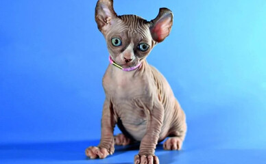 В Киеве продают уникальную кошку за 198 тысяч гривен