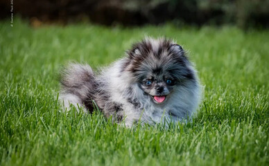 В Киеве продают померанского шпица за 198 тысяч гривен - это самая дорогая собака в Украине