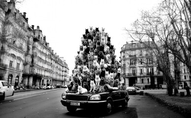 В Украине усложнят перевозку собак и кошек в транспорте — что нужно знать владельцам