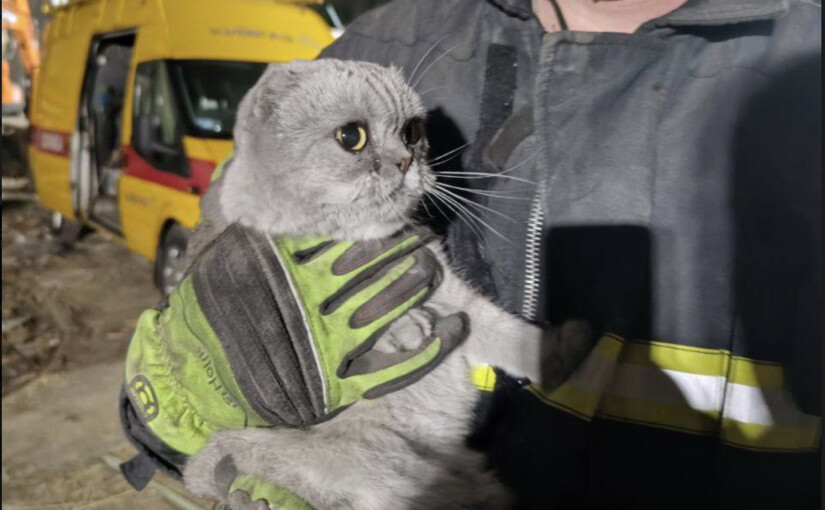 Під руїнами знайшли життя: рятувальники витягли трьох котів та їжака з-під завалів у Святошинському районі - фото