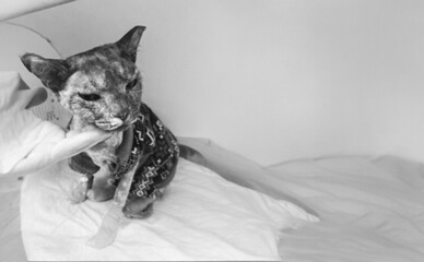 В Киеве умерла кошка Аля, спасенная после обстрела 7 мая