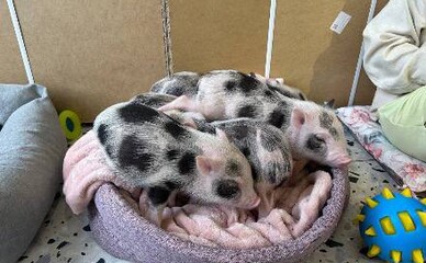 Полиция зарегистрировала заявление о киевском кафе с поросятами после жалоб зоозащитников