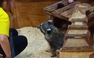 Одесский енот Люцифер оказался здоровым — директор зоопарка рассказал о результатах проверки