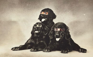 Укрзализныця обновила правила перевозки собак в поездах