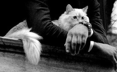 Котів і собак в Україні дозволять передавати у спадок