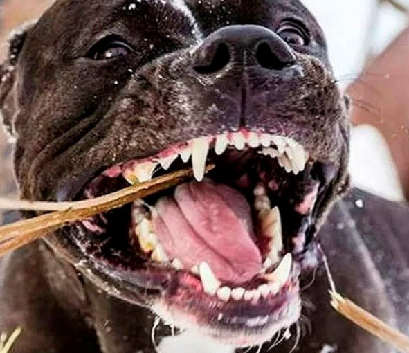 В Полтаве питбультерьер покусал троих взрослых и ребенка