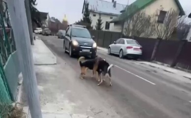 Во Львове полицейские ищут водителя внедорожника который сбил собаку и уехал