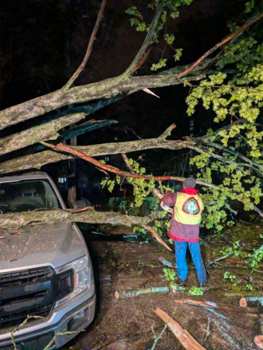 В Харькове сильный ветер повалил более 80 деревьев