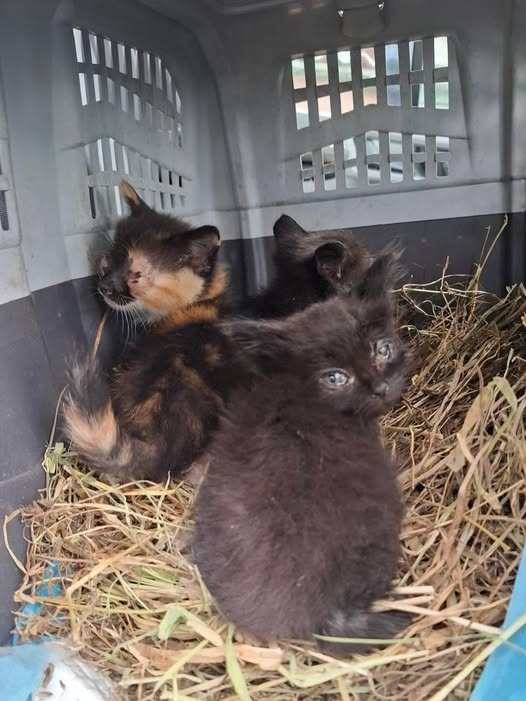 Зоозащитники эвакуировали трех котят военного, который погиб на войне фото 1