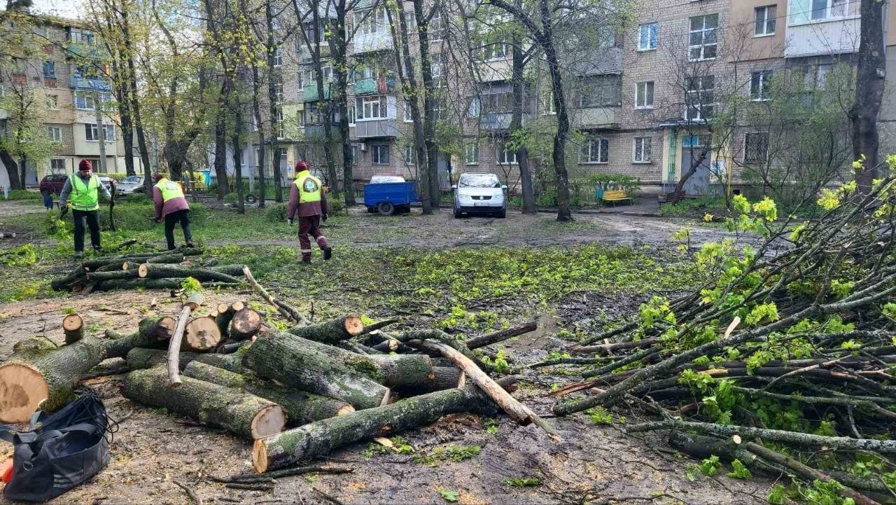 В Харькове сильный ветер повалил более 80 деревьев фото