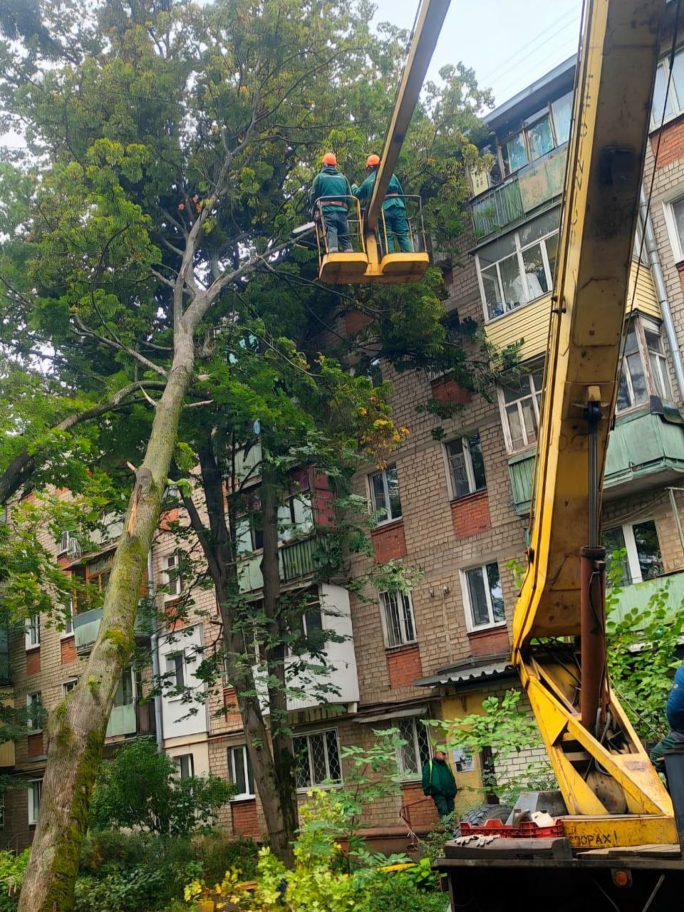 У Харкові через нічну негоду впало понад 160 дерев і 300 гілок фото
